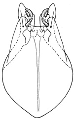faretus